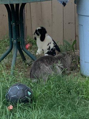 LOVE LOVE LOVE MY MINIATURE LOP, named him Charlie, thank you sooo much Devon and the girls too, PLEASE ADOPT! PLEASE DONATE!