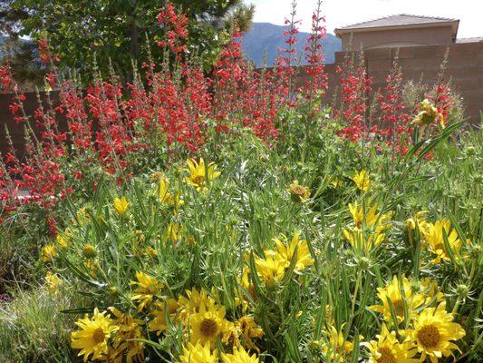 Pollinator plants