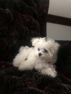 Maltipoo Puppy's first groom