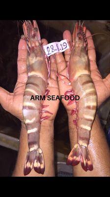 Sea catch tiger prawn as fresh and chilled ready for shipment