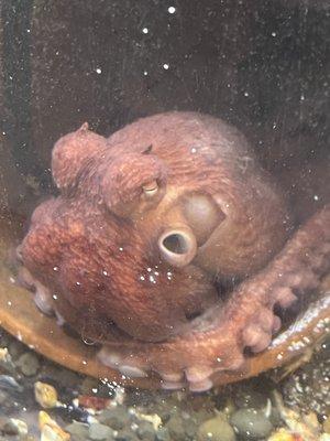 Giant Pacific Octopus