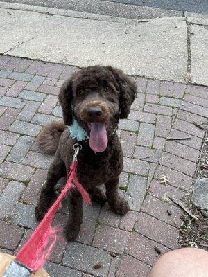 Hazelnut after getting her winter coat removed.