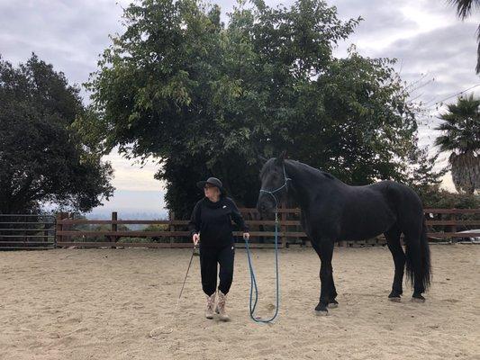 Equine Experiential Learning- learning from the horse.