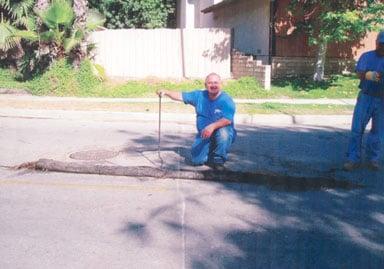 Root pulled out of sewer line