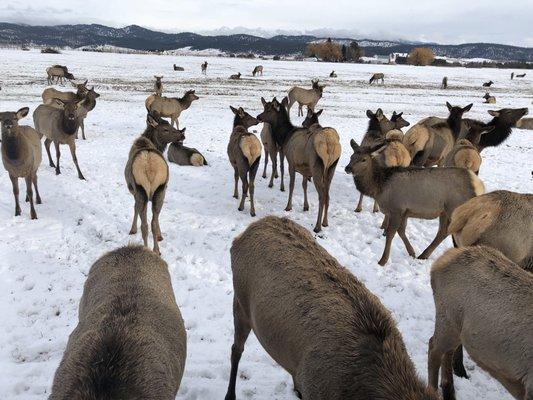 Hap & Florence Points Sleigh Rides