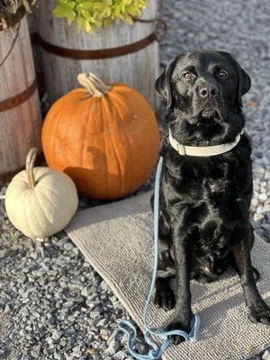 Dog, pumpkin and barrel