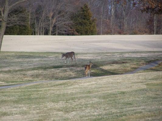 A few of our furry friends enjoying the course.