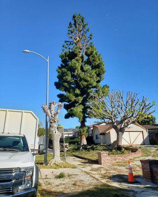 Tree trimming