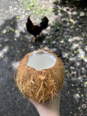 fresh coconut $7