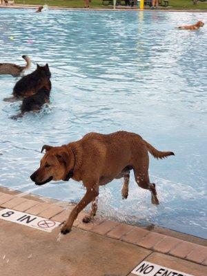 k9 water festival at Castaway island