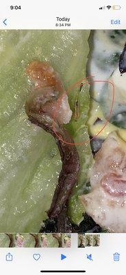 A screenshot from a video of it crawling in my food!