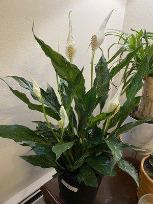 Beautiful plants from Drift plants