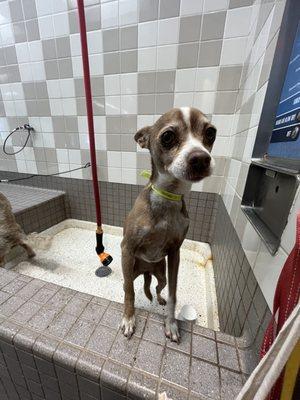 brown and white dog in bathing station