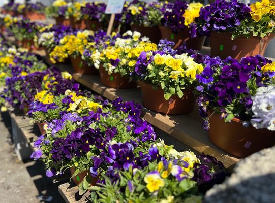 Our own field dug pansies.