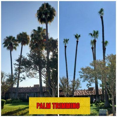 palm trimmimg