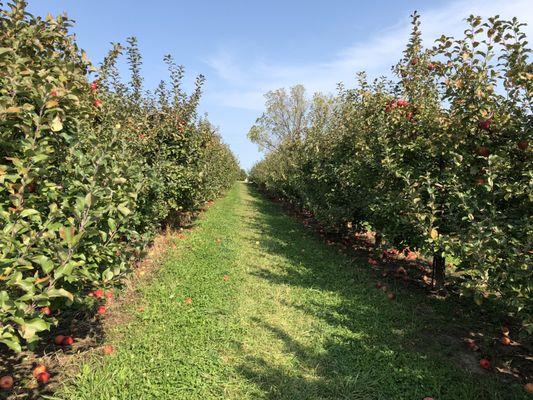 Rows of apples