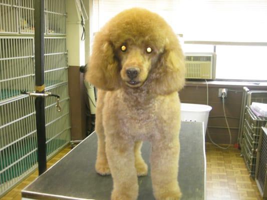 Grooming - poodle front.