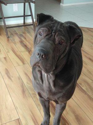 Here is my pic of my very mean, aggressive Shar pei that needs training at the age of 7.