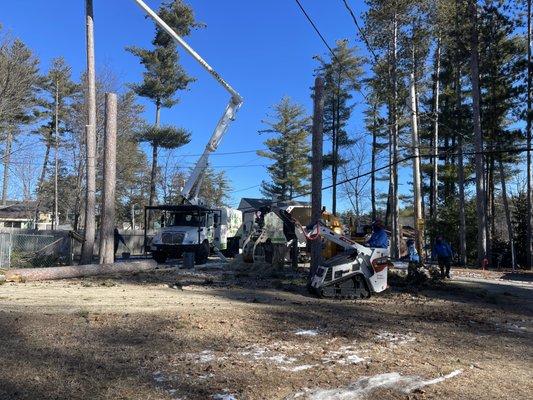 Removal 12 pine trees