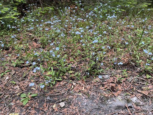 Forget-me-nots