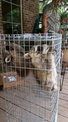 Baby raccoons humanly removed and taken to rehabilitation in Houston, TX.