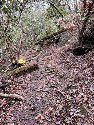 A bit wet and some roots all over but they were easy to navigate and honestly helpful as little steps.