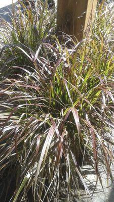 Fountain grass