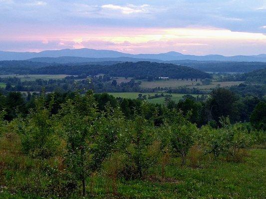 Gorgeous view of the Adirondacks from the orchard hilltop