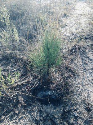 Baby Pine Tree Lives Matter BPTLM