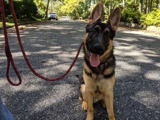 Best Friend's Dog Training