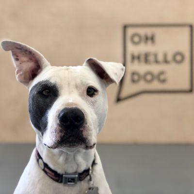 One of our shop dogs, Rocco