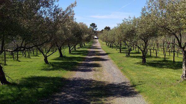 Driveway to your Vineyard