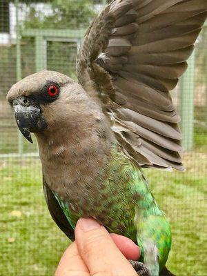 This is Beebee a red bellied parrot who is the alpha female in the African grey flight.  We love her !!!