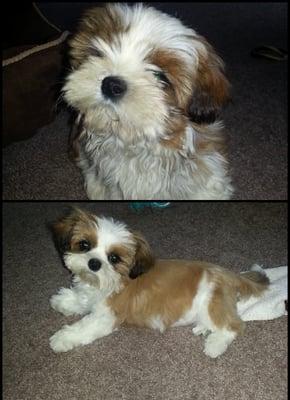 This is Crixus - Before and After