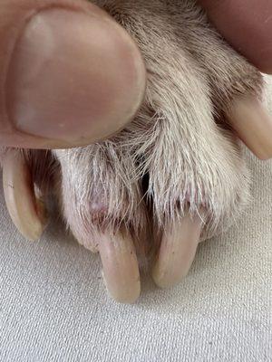 The nails on this paw look like they were never touched- there is dirt caked on the nails