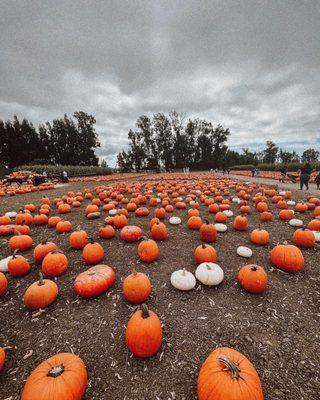 Pumpkins