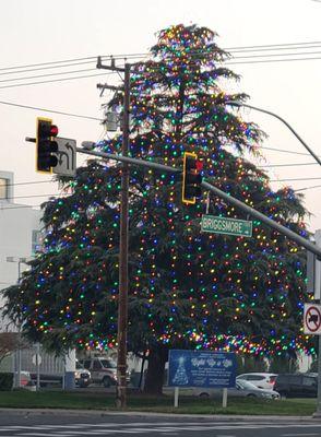 Christmas tree in front of Memorial Hospital.