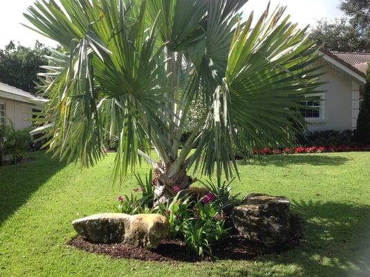 Green Day Tree & Landscape