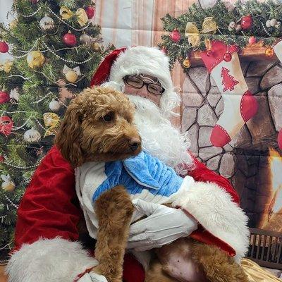 Christmas photos at Dogtopia, doggy daycare. So adorable