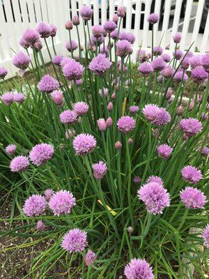 Chives in our Kitchen Garden at the Center for Comfort Care & Healing