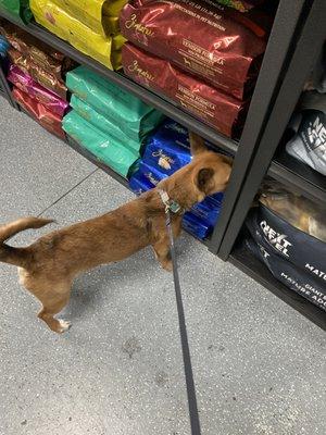 Our pup Leia smelling the foods