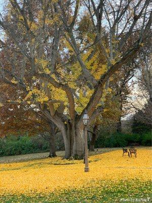 The Ginkgo tree in front of the Oakland House Museum resembling the Pixie Dust Tree in Pixie Hollow from Tinker Bell. : November 20, 2021