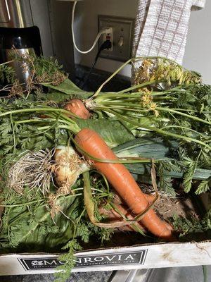 Harvested vegetables from Rancho Valhalla Nursery starters.