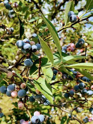 Williams Blueberry Farm