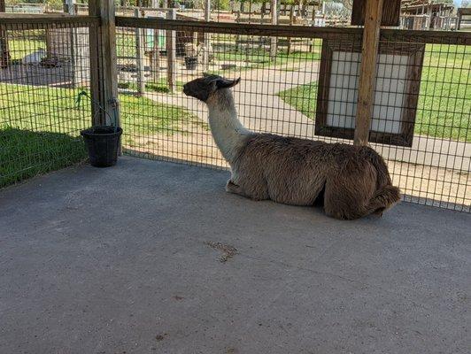 Llama