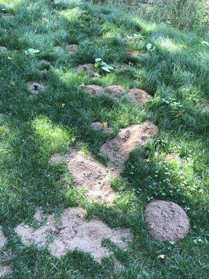 Mole hills in our yard.