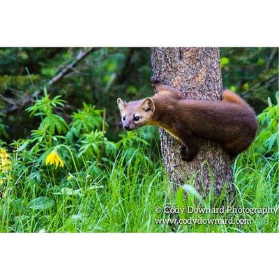 A Pine Marten on a Lodgepole Pine tree. It's very rare to see one of these guys!