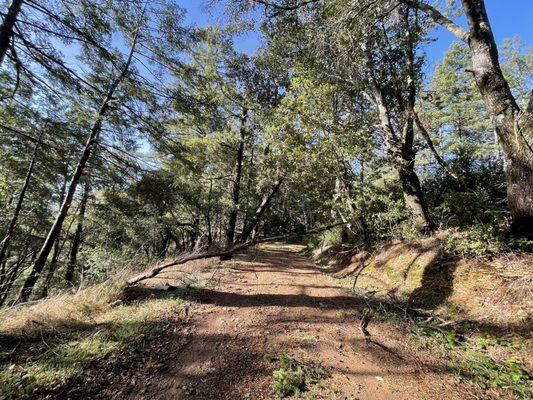 Butano Fire Trail by the Butano State Park