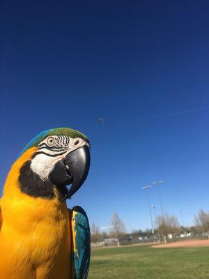 Our Blue and Gold Macaw "Sunshine" watching it fly!!