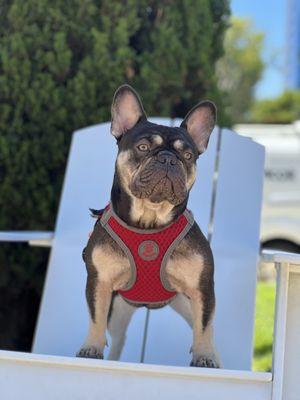 French bulldog